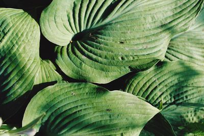 Full frame shot of leaves