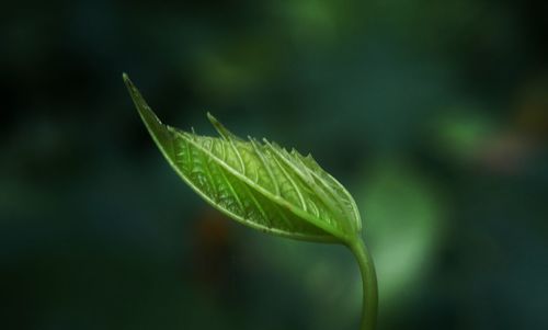 Close-up of green leaves