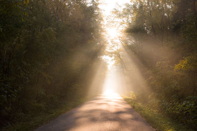 Sunlight streaming onto road amidst trees