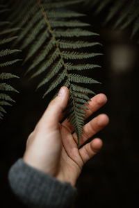 Close-up of hand holding leaves