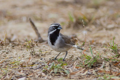 Close-up of bird perching on grass