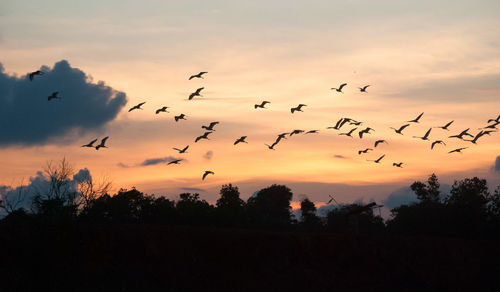 Low angle view of birds flying in sky