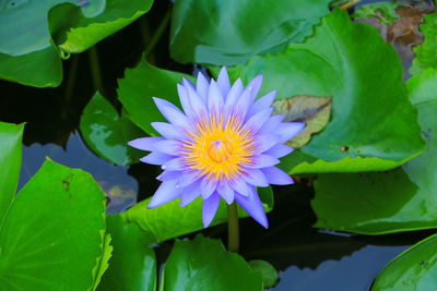 Close-up of lotus water lily in pond