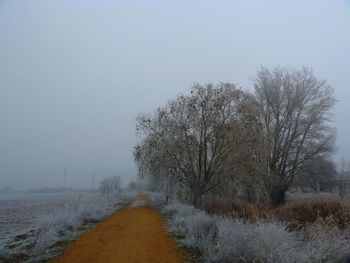 Road amidst bare trees in foggy weather