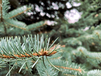 Close-up of pine tree