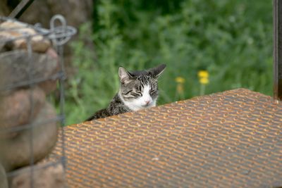 Cat sitting by metal