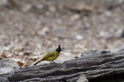 Bird perching on rock