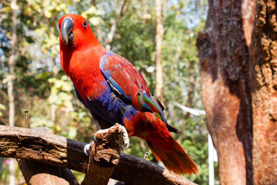 Close-up of parrot perching on tree