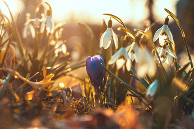 Close-up of crocus in grass