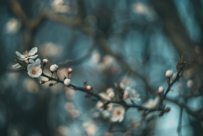 Close-up of cherry blossoms in spring