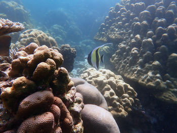 View of fish swimming in sea