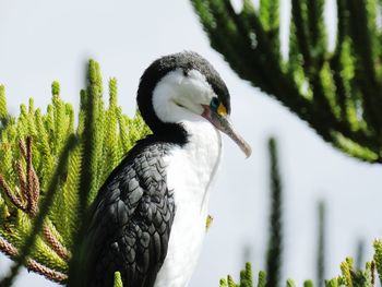 Close-up of bird perching on a tree