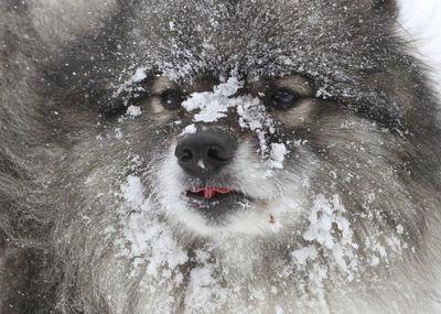 Portrait of dog in snow