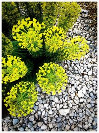 High angle view of yellow flowering plant