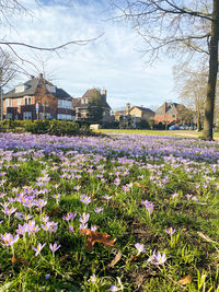 Flowers growing on field by buildings against sky