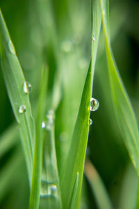 Close-up of raindrops on grass