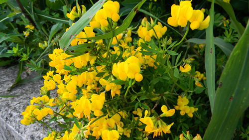 Close-up of yellow flowers