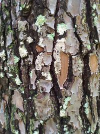 Full frame shot of tree trunk