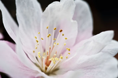 Close-up of fresh white pink flower against black background