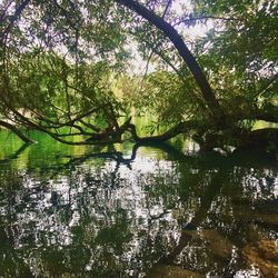 Reflection of trees in lake