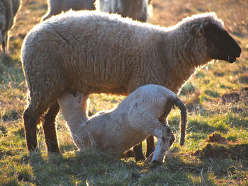 Side view of sheep feeding lamb on field