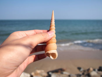 Cropped hand of person holding seashell against clear sky