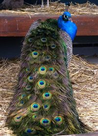 Close-up of peacock