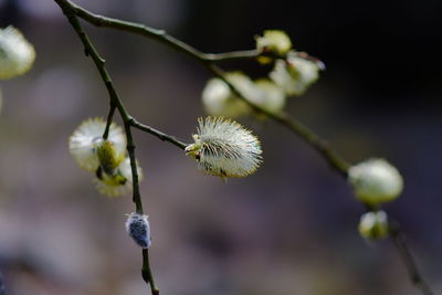 Close-up of white flower