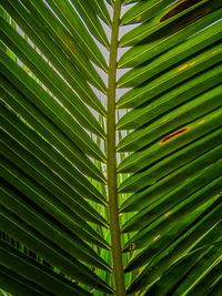 Full frame shot of palm leaves