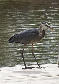 Side view of a bird in water