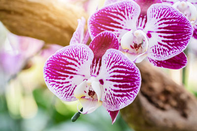 Close-up of pink orchids