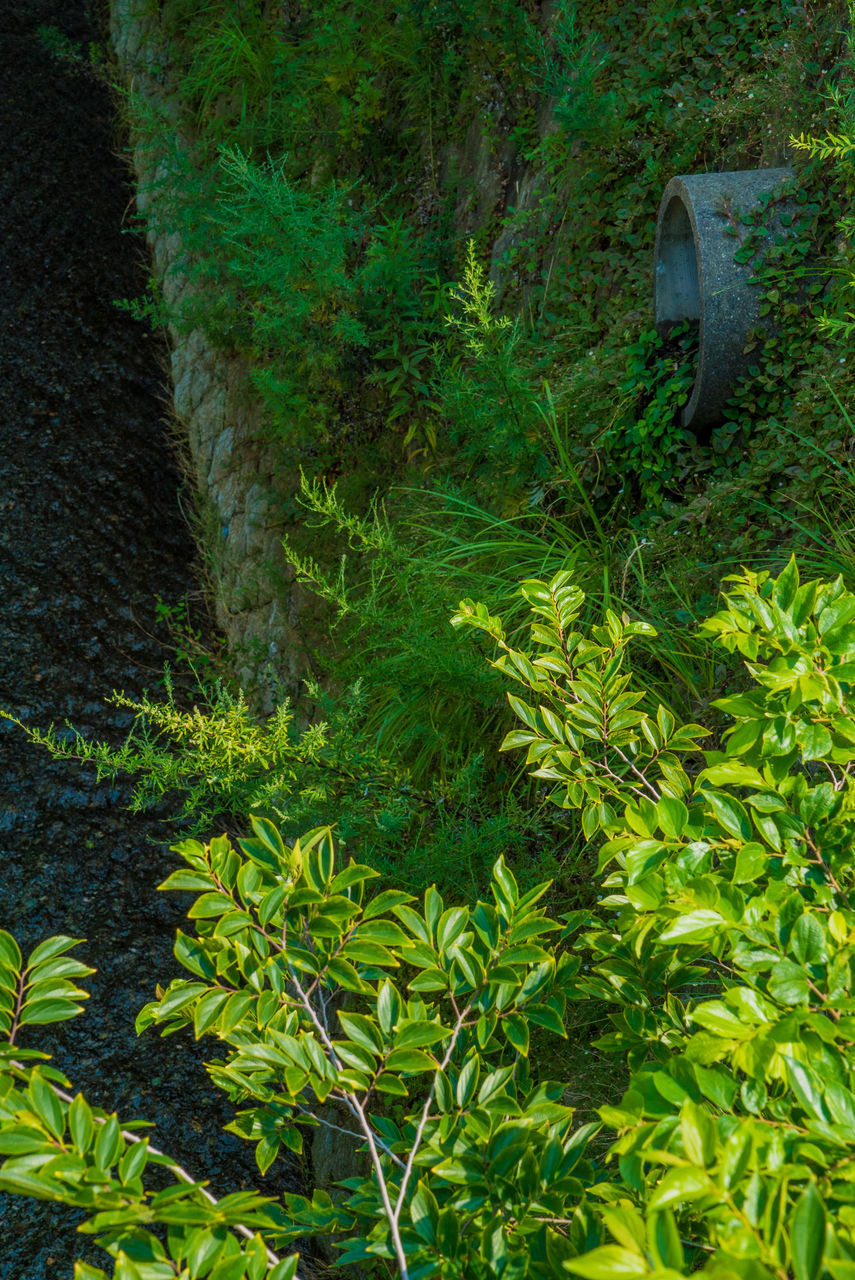 PLANTS GROWING ON LAND