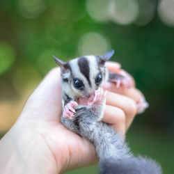 Cropped image of hand holding small