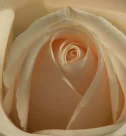 Close-up of white rose