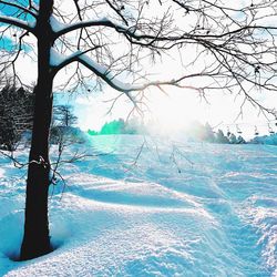 Bare trees on snow covered landscape