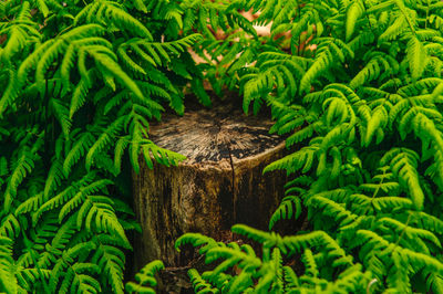 Close-up of green plants