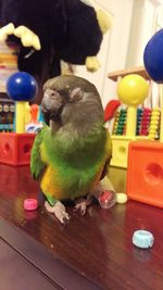 Close-up of parrot perching on table