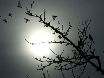 Low angle view of silhouette birds flying against sky