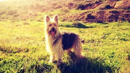 Dog grazing on grassy field