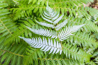 Silver fern in new zealand
