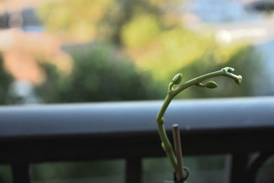 Close-up of fresh green plant