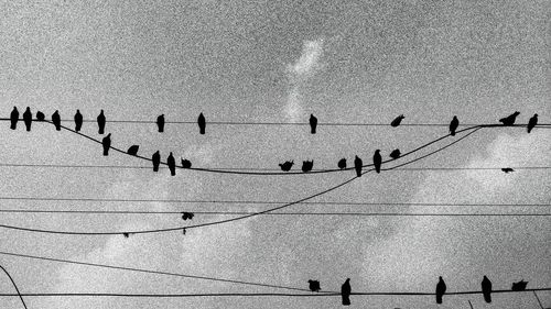 Birds perching on cable against sky