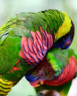 Close-up of two parrots grooming