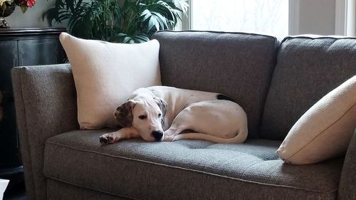 Dog relaxing on sofa at home