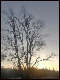 Bare trees on field at sunset