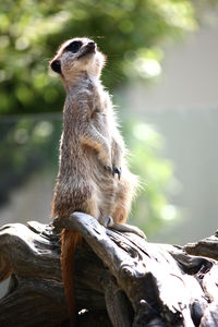 Close-up of monkey sitting on rock