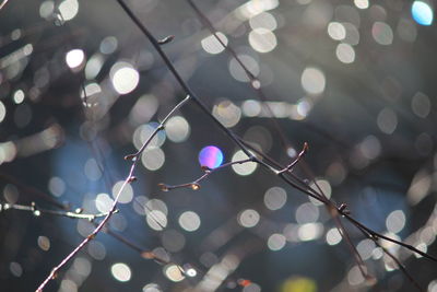 Low angle view of wet illuminated lights