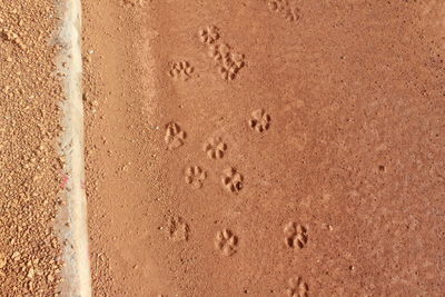 Directly above shot of paw prints at beach