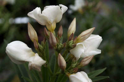 Close-up of white flowers blooming outdoors