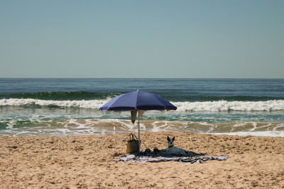 Dog resting on beach